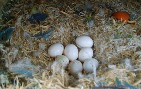 umbrella cockatoo eggs